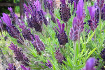 Lavandula stoechas