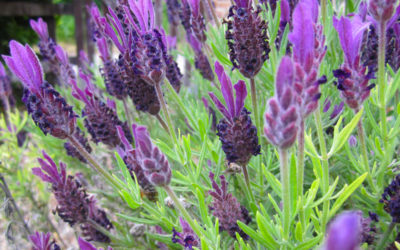 Lavandula stoechas