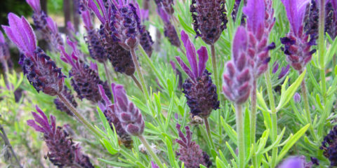 Lavandula stoechas