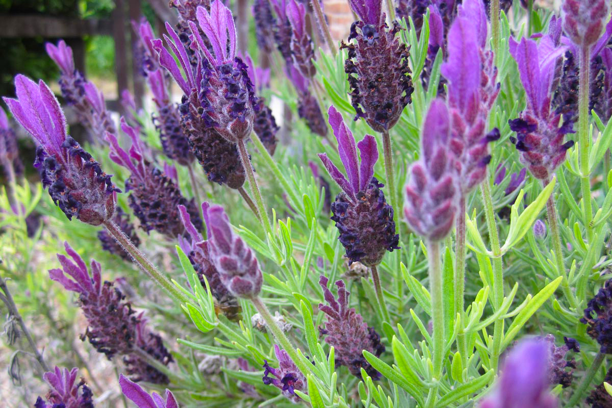 Lavandula Stoechas Caratteristiche E Coltivazione Della Lavanda Selvatica