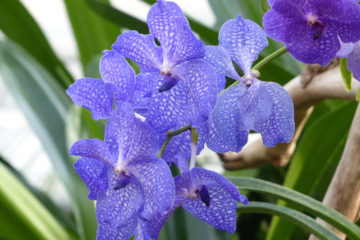 Orchidea Vanda