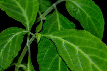 Salvia divinorum