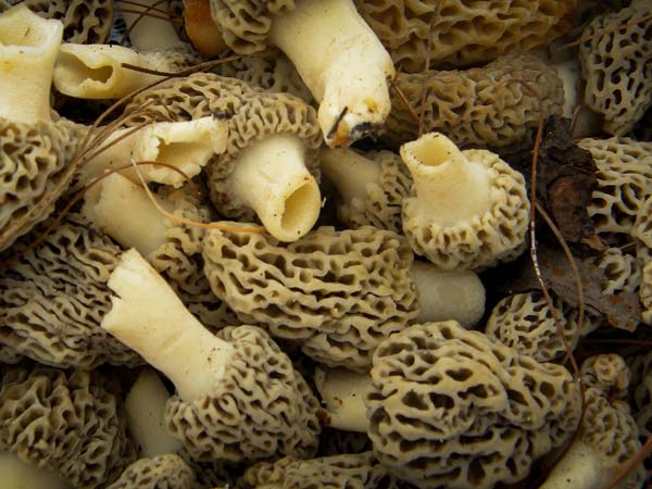 Morchella