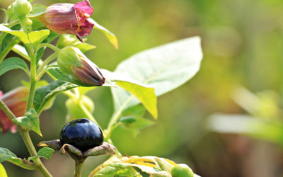belladonna