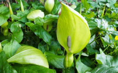 calla selvatica