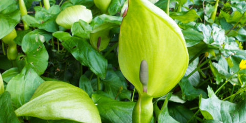 calla selvatica