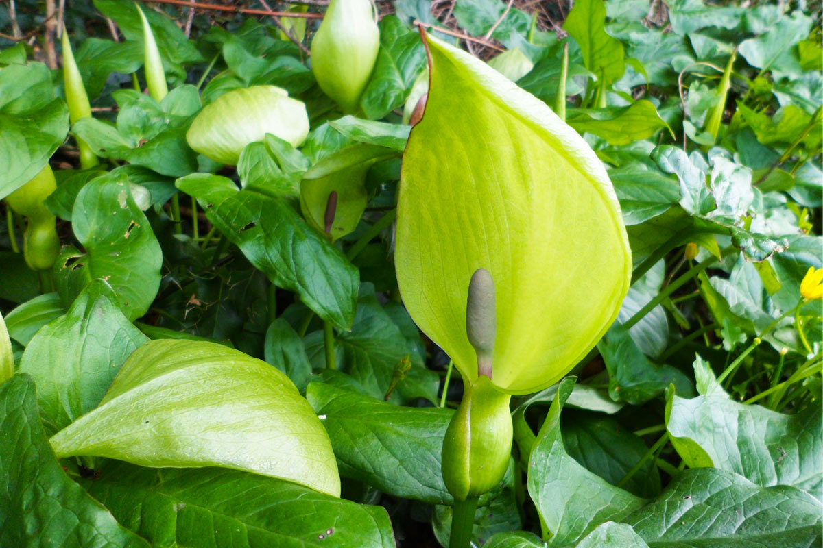 è detto calla selvatica