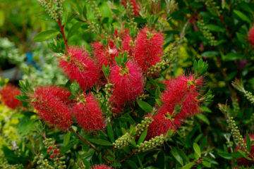 callistemon