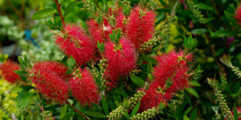 callistemon