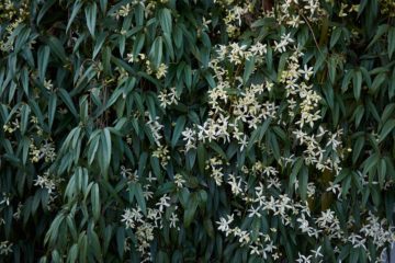 clematis armandii