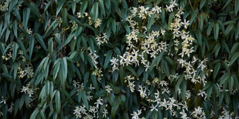 clematis armandii