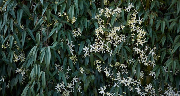 clematis armandii