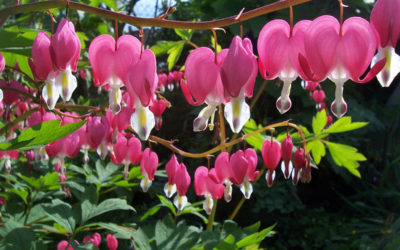 dicentra spectabilis