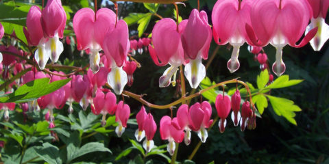 dicentra spectabilis