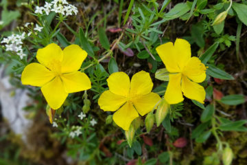 helianthemum