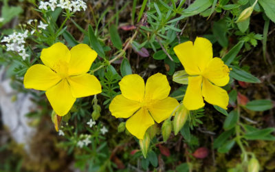helianthemum