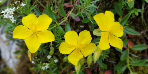 helianthemum