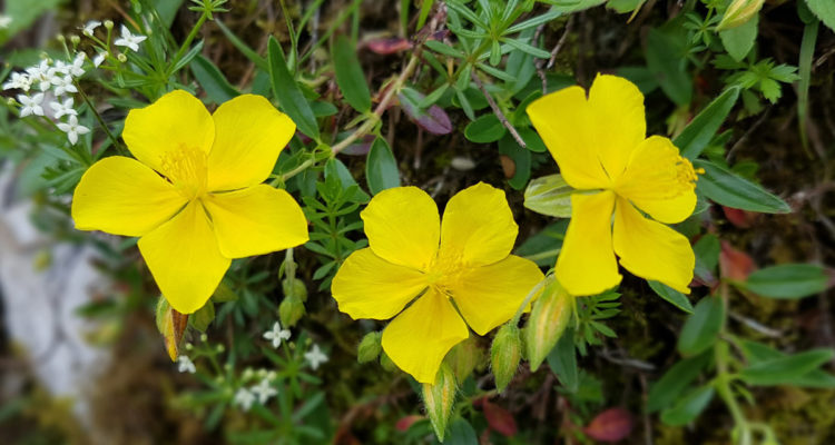 helianthemum