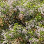 Melia azedarach | Come coltivare l'albero dei rosari