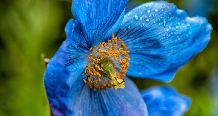 papavero blu