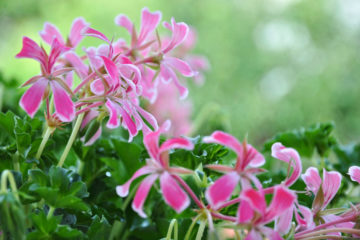 pelargonium