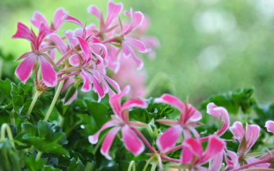 pelargonium