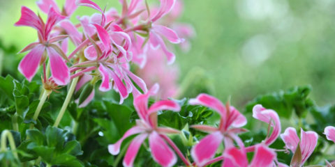 pelargonium