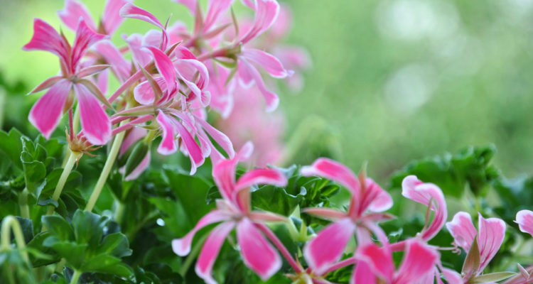 pelargonium