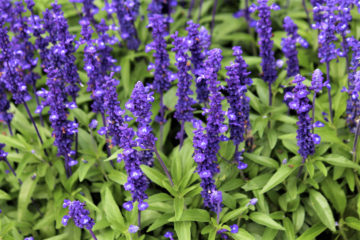 salvia farinacea