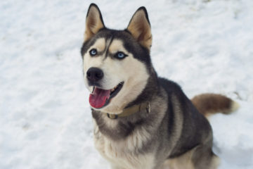 siberian husky