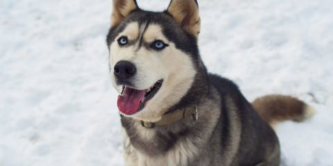 siberian husky