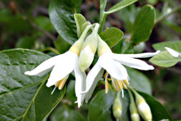 Styrax officinalis