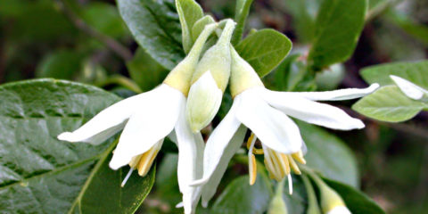 Styrax officinalis