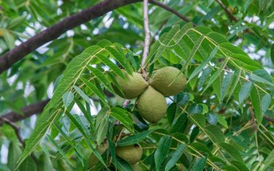 noce nero