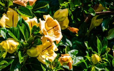 solandra maxima
