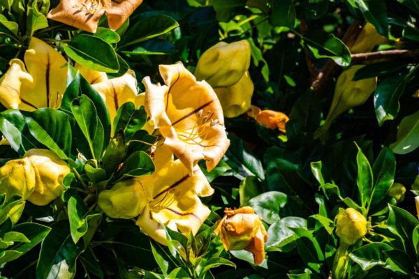 solandra maxima