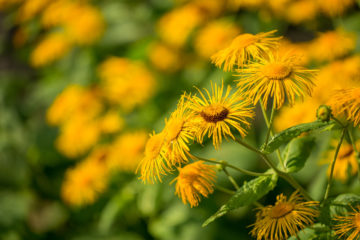 inula viscosa