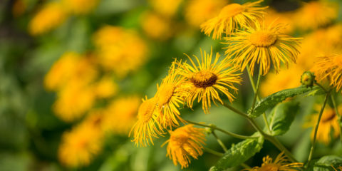 inula viscosa