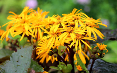 ligularia