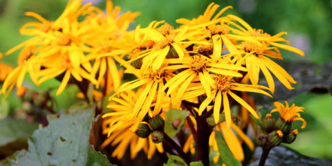 ligularia