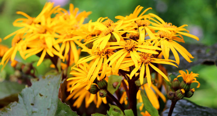 ligularia