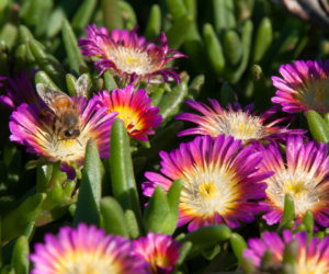 delosperma