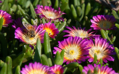 delosperma