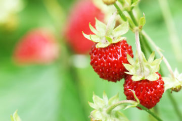 fragoline di bosco