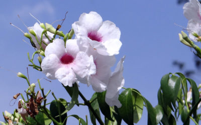pandorea
