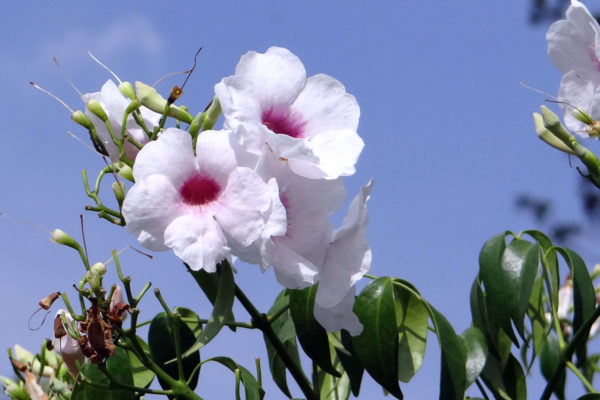 pandorea