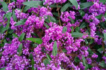 hardenbergia