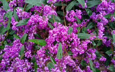 hardenbergia