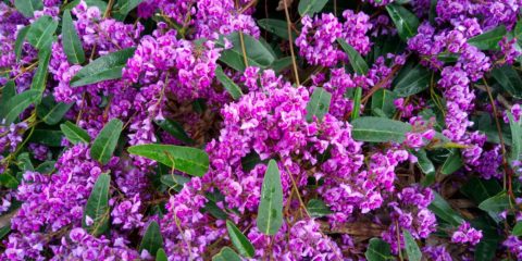 hardenbergia