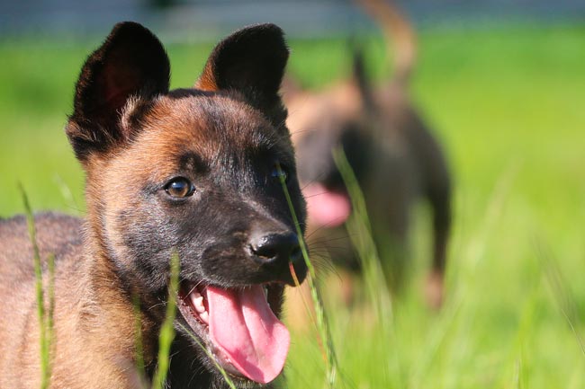 pastori belga cuccioli